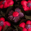 Minimal Floral Mini Cupcakes