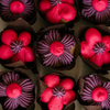 Minimal Floral Mini Cupcakes
